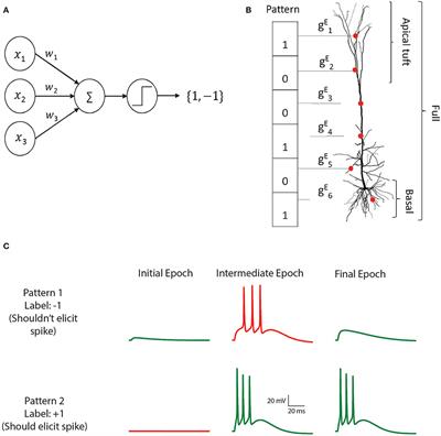 Perceptron Learning and Classification in a Modeled Cortical Pyramidal Cell